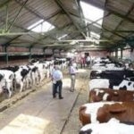 Wrexham cattle market Beast Market